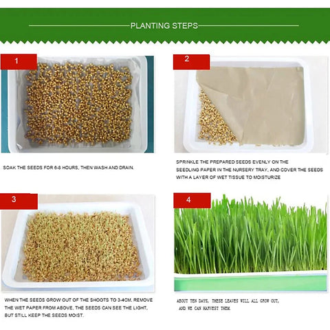 Germination Tray Plant Seeds Pot Garden Double Layer Arc Soilless Hydroponics Growing System